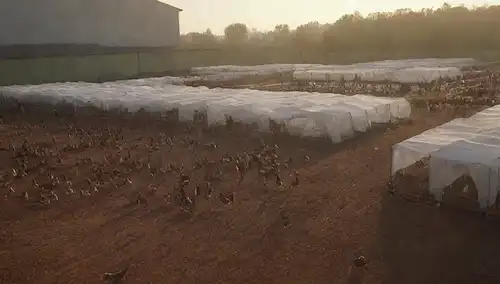 Una granja con hileras de coops de pollo, un matadero en el fondo, jaulas llenas de pollos, aves muertas y moribundas en el suelo, trabajadores agrícolas en trajes de novato, equipo oxidado, sombras arrojadas por el sol de puesta, un sentido de confinamiento y angustia