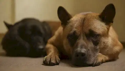 2 animales lado a lado, uno mirando triste y letárgico, otro con orejas babeando, ambos con ojos medio cerrados, un débil borrón en el fondo, iluminación sutil para transmitir atmósfera melancolía, cuerpos animales ligeramente superpuestos, transmitiendo sentido de pérdida y compañerismo