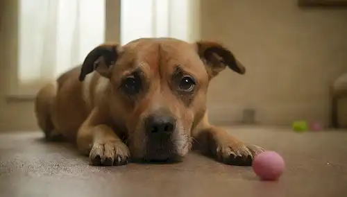 Una cara de perros tristes con gotas de lagrima, una imagen descolorida de su animal compañero en el fondo, una mano delicada que llega a la mascota, un cuarto deslumbrado con sombras, unos juguetes o artículos favoritos esparcidos alrededor, una bruma débil o la neblina que representa el dolor,