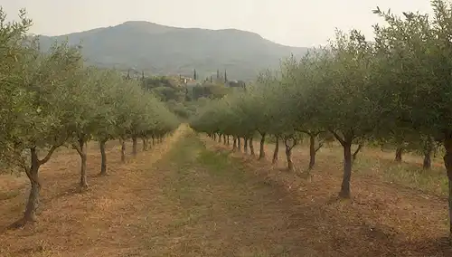 2 hileras de pequeños olivos con diferentes colores de hoja, una botella de aceite en el centro rodeada de uvas y aceitunas, fondo sutil de tonos dorados y verdes